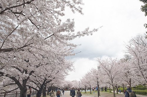 【写真】2014 桜 : 大阪城公園/2021-09-09/IMGP5800