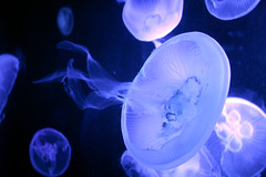 AQWA Exhibit - Jellyfish