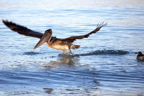 beach birds sunrise gull pelican takeoff edtech3652010 dailyphoto10 2010365