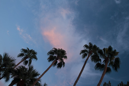 california ca travel trees sunset usa holiday america roadtrip palm blyth