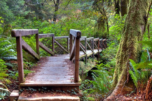 landscape woods steps redwoodforest