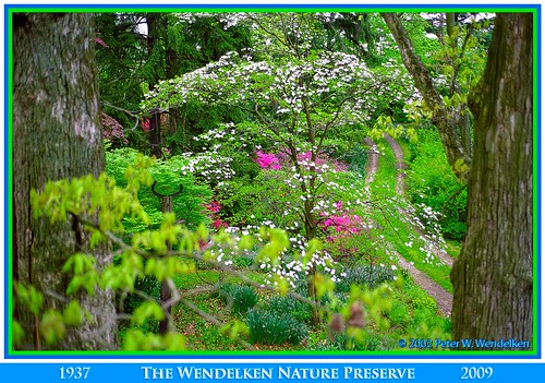 azaleas dogwood spruce daffodils whiteoaks mariettaohio washingtoncountyohio wendelken photobypeterwendelken peterwendelken wendelkennaturepreserve richardwendelken silviawendelken