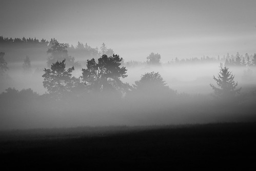 morning wallpaper blackandwhite bw mist tree nature beautiful misty fog contrast forest sunrise peace outdoor canon5d puu luontokuva metsä rauha usva maaseutu koskitl