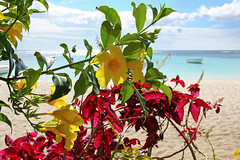 Mauritius - flowers on the beach 8