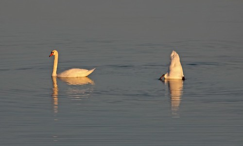 white lake bird fall water swan michigan fowl mute muteswan