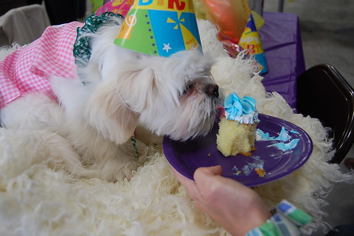 Do’s and Don’ts for Throwing the Perfect Pet Party