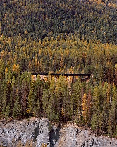 autumn forest october montana 2010 railbridge goatlickoverlook glaciernatonalpark snowshedmountain
