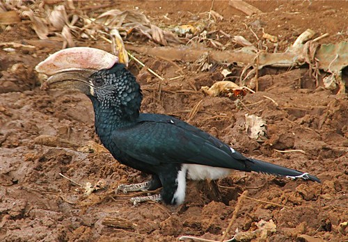 bird nature ethiopia hornbill vogel alam burung sekitar nashornvogel