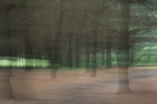 wood trees abstract green forest canon landscape trails