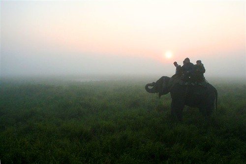india elephant fog sunrise assam kaziranga chiaras