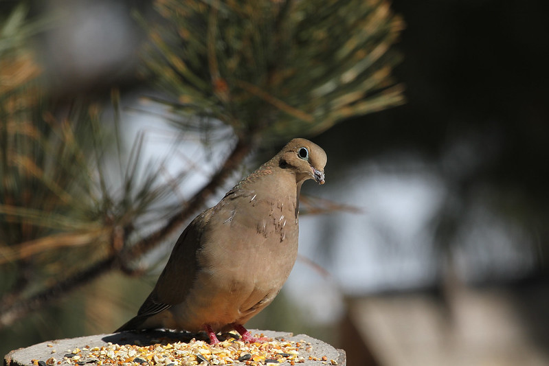 mourning dove at first sight