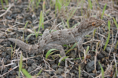 Gecko (Tarentola angustimentalis).