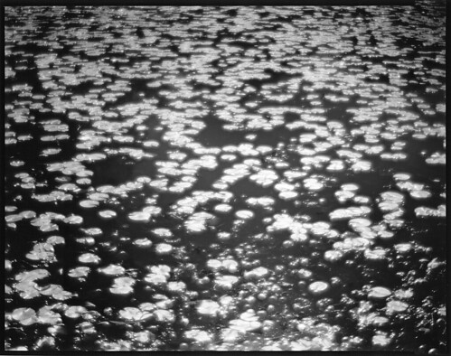 film 8x10 photograph noosa softfocus waterlillies fomapan tachihara gelatinsilver fomabrom meniscuslens