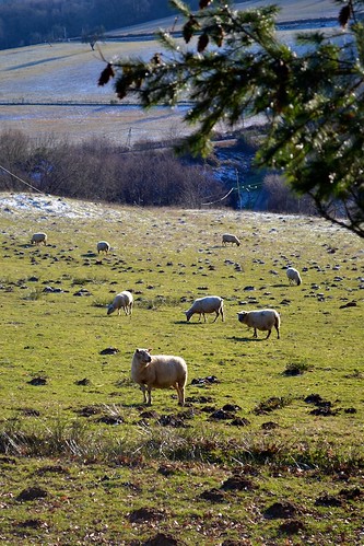 moutons limousin