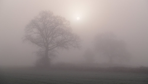 winter england tree fog sunrise foggy frosty bleak colchester