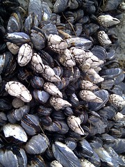 Mendocino Mussels