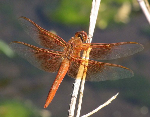 usa newmexico animals dragonflies unitedstatesofamerica insects gps 2010 odonata gilanf flameskimmerdragonflylibellulasaturata