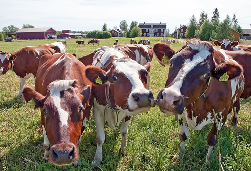 summer field finland nikon cattle cows
