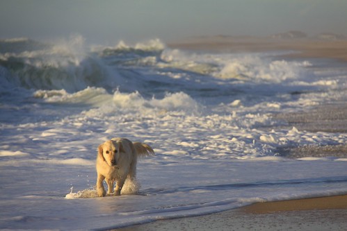 blue sea dog chien mer france beach nature water landscape sand eau waves sable hossegor bleu paysage vagues plage landes gascogne aquitaine canoneos50d soortshossegor maremneadourcôtesud