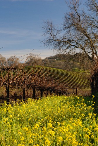 california ca winter flower vineyard bloom mustard oaktree solanocounty suisunvalley williamsroad
