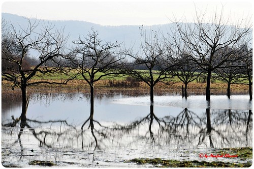 germany deutschland europa europe outdoor hochwasser seligenstadt wurzeln unterfranken nbw naturewatcher obsbäume
