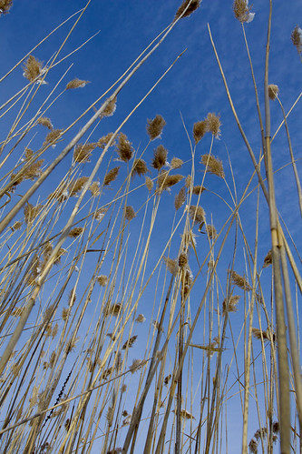ontario reeds dry marsh metcalfe