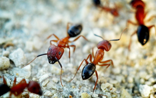 macro florida ants carpenter camponotus floridanus