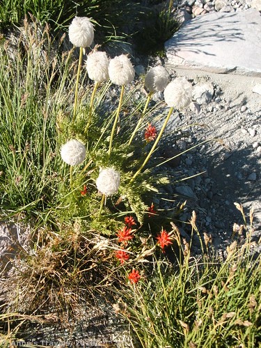 Little wildflowers on Mt. Shasta, California