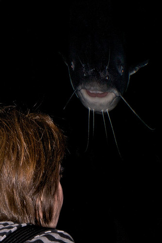 mississippi spooky catfish stare closeencounter natioanlmississippirivermuseum