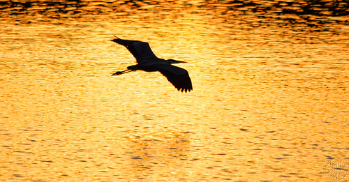 sunset lake bird water evening fly illinois flight greatblueheron bolingbrook whalonlake