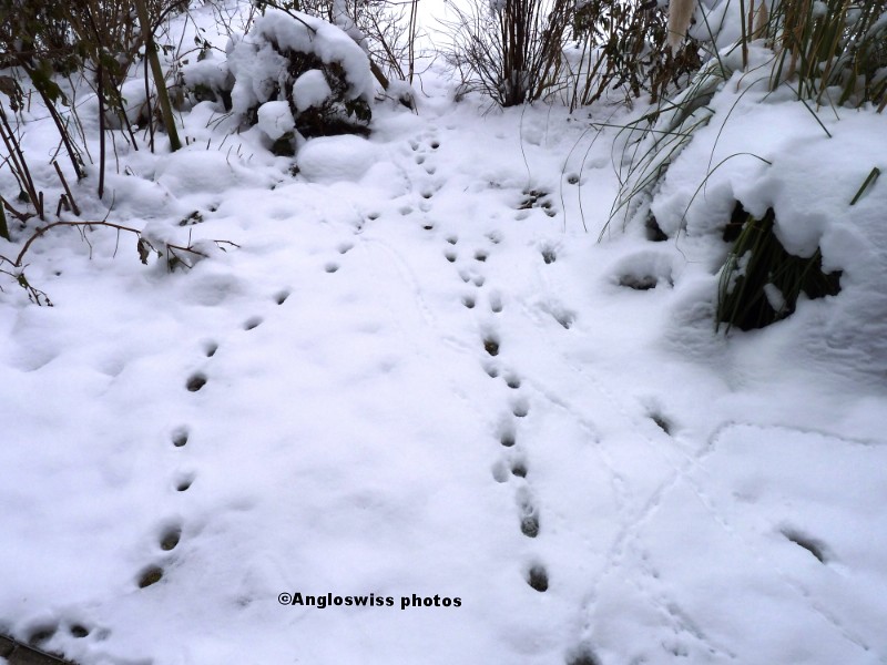 Cat footprints in the snow