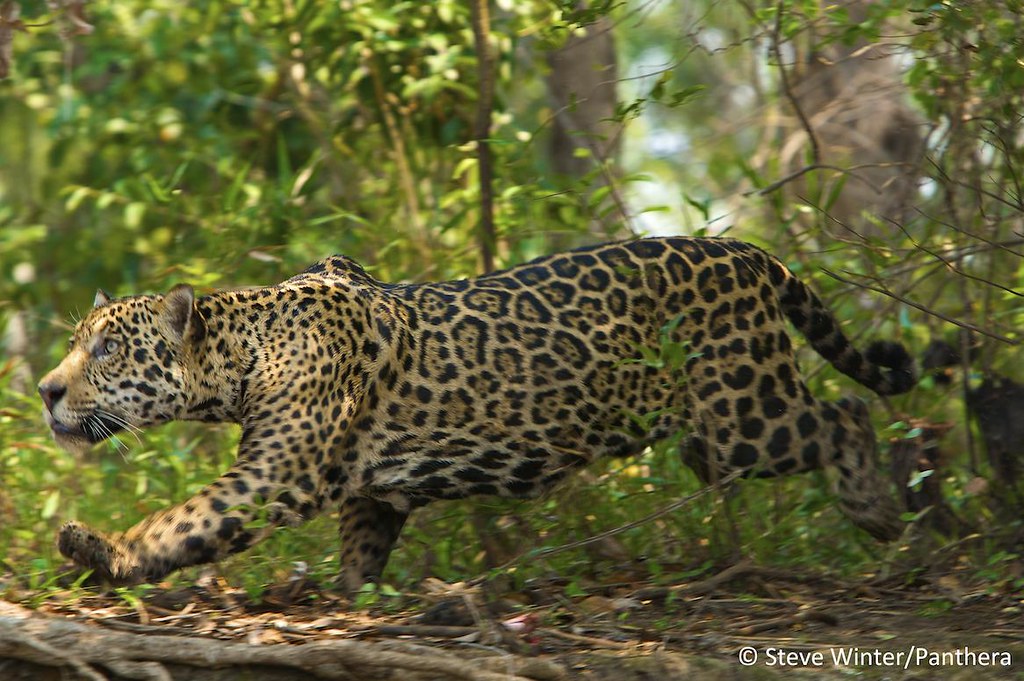 alan rabinowitz jaguar