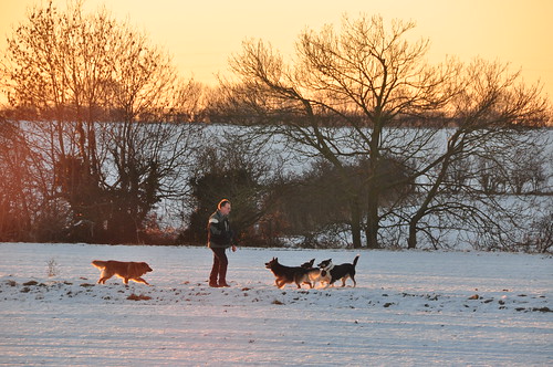 christmas dog sunrise day lincolnshire walker scawby