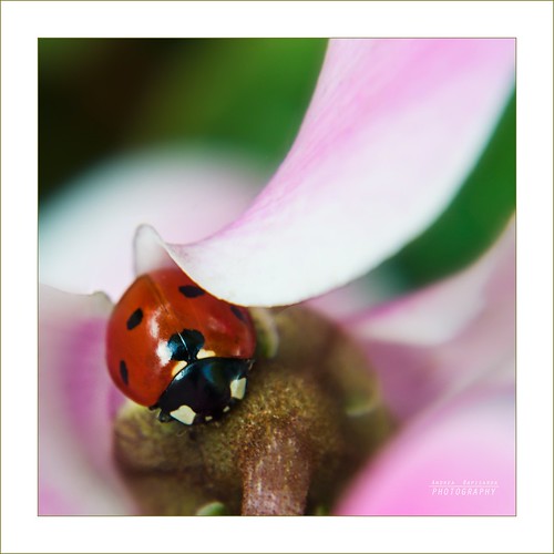 macro nature nikon bokeh ladybird tele coccinella macrolife d7000