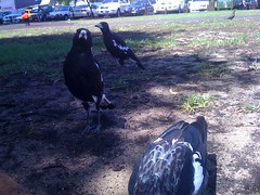Magpies want my lunch
