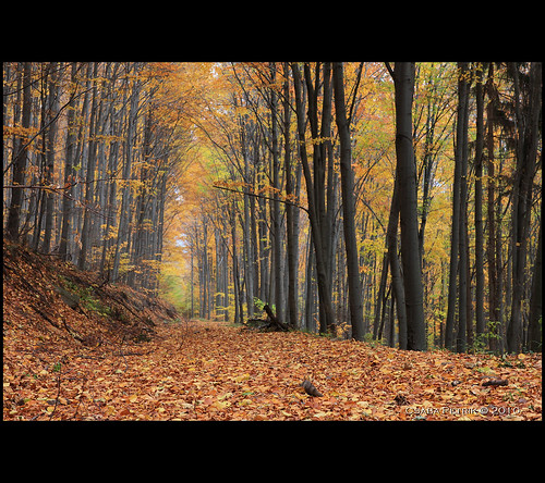 autumn mountain tree colors canon landscape geotagged eos europe hungary hiking gps dslr hegy touring mátra barátok ősz túra 40d csabx daypacking tamronafsp1750mmf28xrdiiildasphericalif