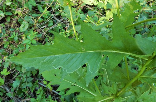 pilewort burnweed erechtites hieracifolia wisconsin wildflower
