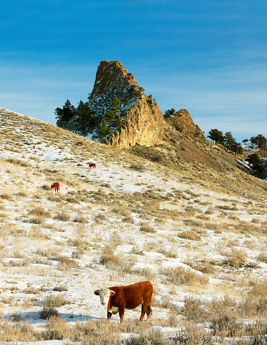ranch travel blue winter red vacation sky mountain snow nature beautiful field grass vertical rural standing landscape countryside cow scenery montana rocks mt looking cattle natural feeding farm country hill meadow rocky horns nobody visit bull adventure clear ridge trail pasture western production organic prairie copyspace steer agriculture sideview hereford livestock range herd grazing hilltop americanwest ranching stockphoto grassy freerange tranquilscene warrick greatplains stockphotography destinations rangeland agribusiness agritourism bearpaws blainecounty grassfed bearpawmountains pastureraised toddklassy montanaphotographer