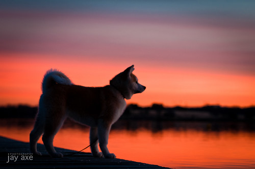 morning sunset red dog lake water japanese dallas warm mood dramatic akita 70200 d300 champi
