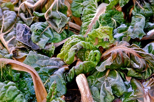 trying out the new lens: frozen chard
