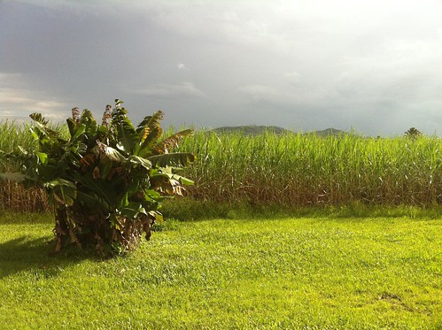 storm grass banana canefields