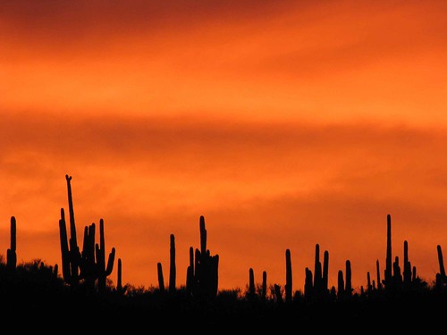 arizona usa cacti landscapes flickr unitedstatesofamerica sunsets 2010 saguarocactuscarnegieagigantea gpsapprox