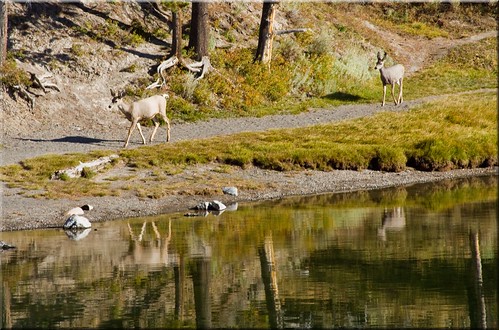 park bridge reflection river fishing doe deer national 100views yellowstone wyoming buck mule 5673