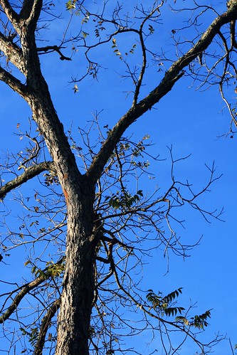blue sky tree viewonblack