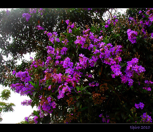 brazil flower primavera nature brasil spring sãopaulo piracicaba coth anawesomeshot theunforgettablepictures tipiro coth5