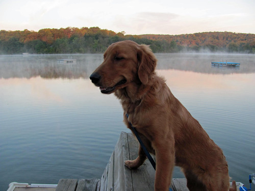 trees light dog mist lake reflection water beautiful minnesota smiling standing goldenretriever sunrise bench puppy big dock colorful over posing off penny coming mn avon coldspring rafts blinking watab