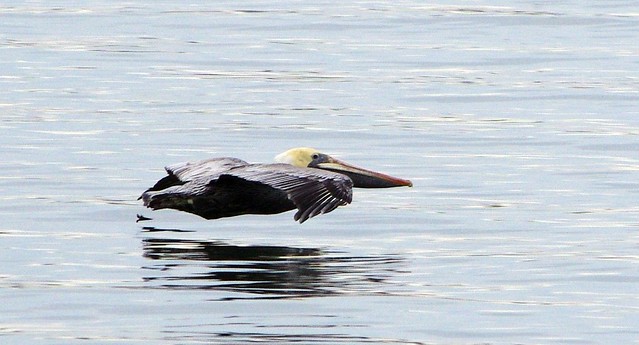 Pelicans glide along the water of the Chesapeake Bay at at Kiptopeke State Park, Virginia