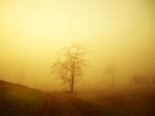 light mist tree fog landscape countryside italia day friuli fagagna italt friul feagne faityland
