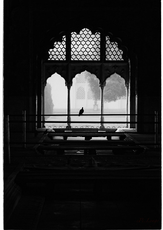 Lonely bird in the Diwan-i-Khas