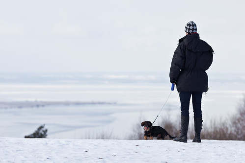 winter dog snow marie sweden dachshund wirehaired hund lukas tax outlook f56 dackel gränna 2011 brahehus ef200mmf28lusm canoneos5dmarkii jönköping strävhårig ¹⁄₄₀₀sek gränna